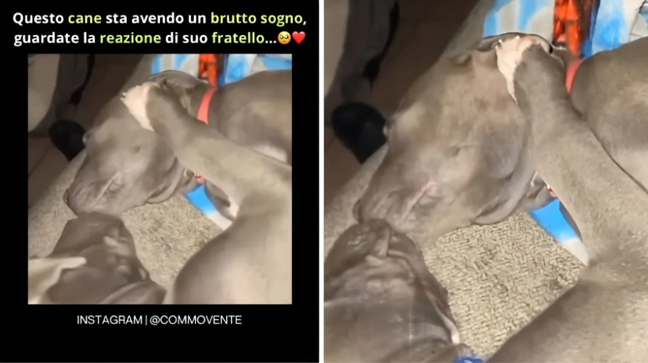 Cane sta avendo un incubo mentre dorme: la reazione di suo fratello è qualcosa di inimmaginabile