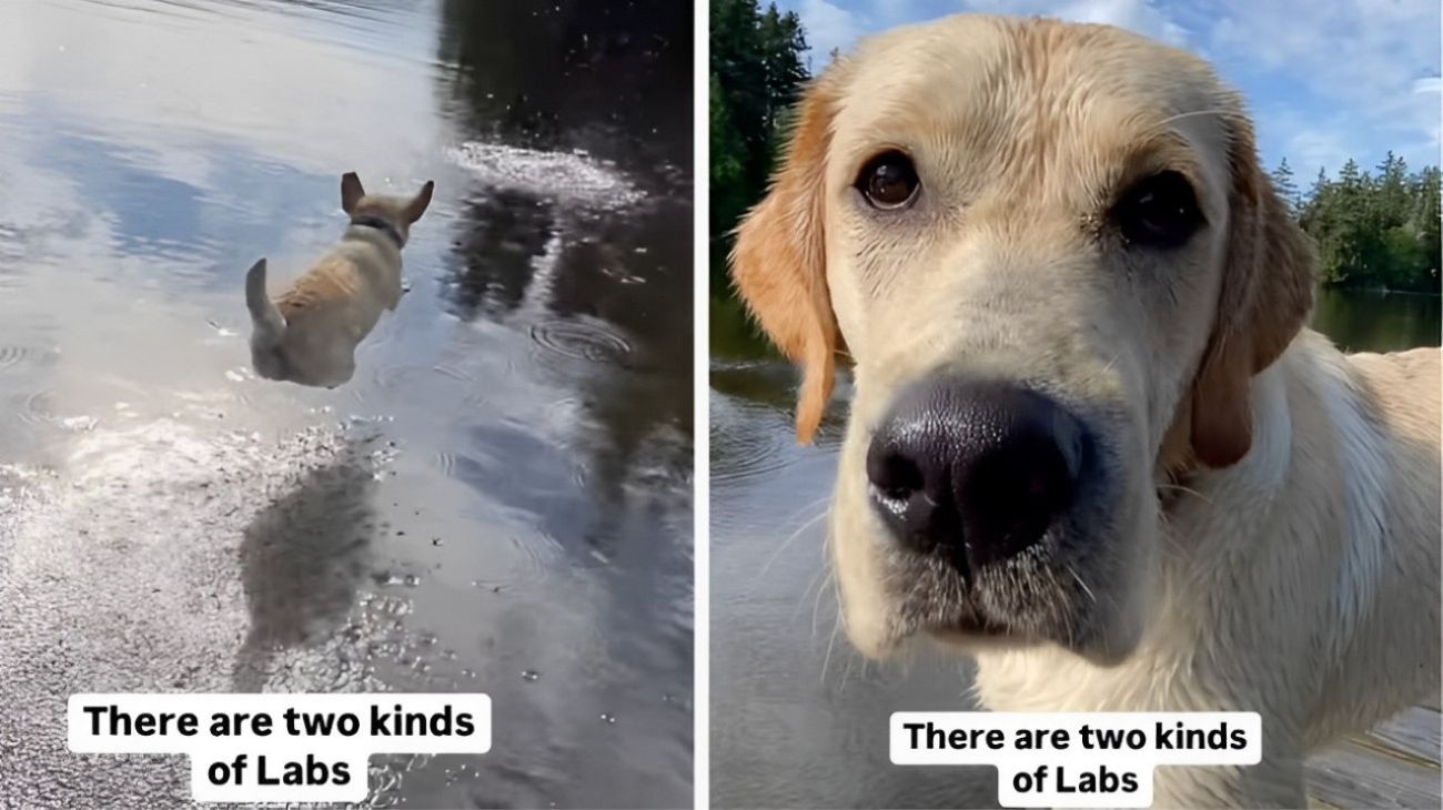 Labrador improvvisano una gara di tuffi in acqua: è la scena più divertente che vedrai oggi