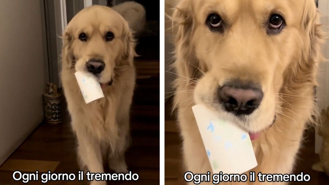 Golden Retriever ogni giorno ripete lo stesso furto: ecco cosa ruba alla sua padrona