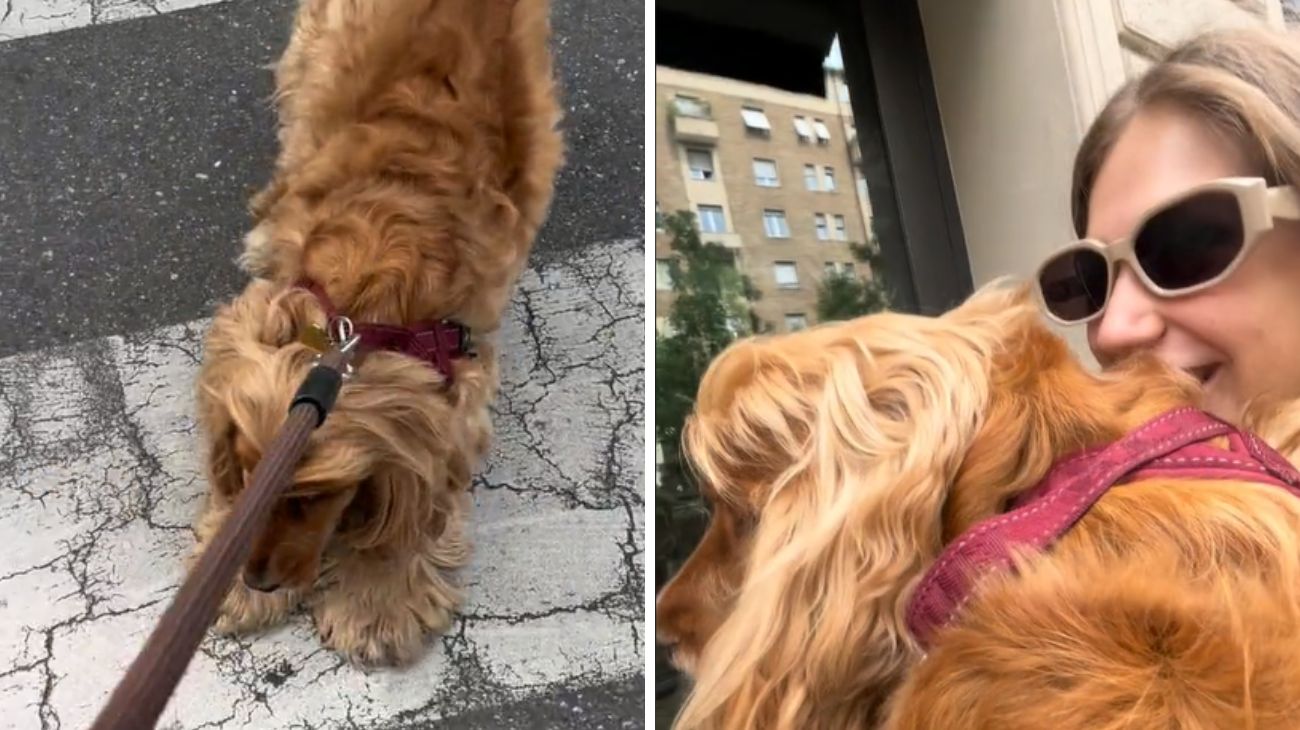 Cane si accorge per strada che sta andando a tagliare il pelo