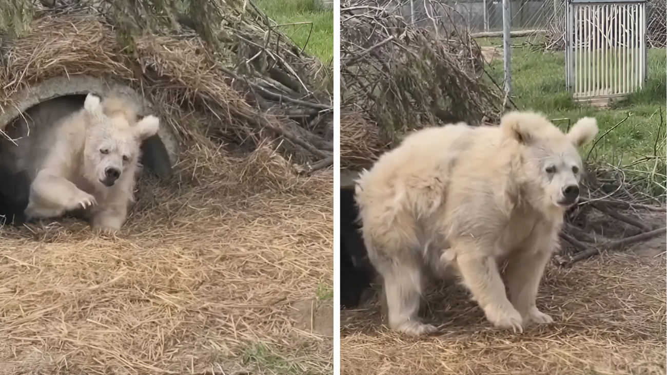 orso si sveglia dal letargo