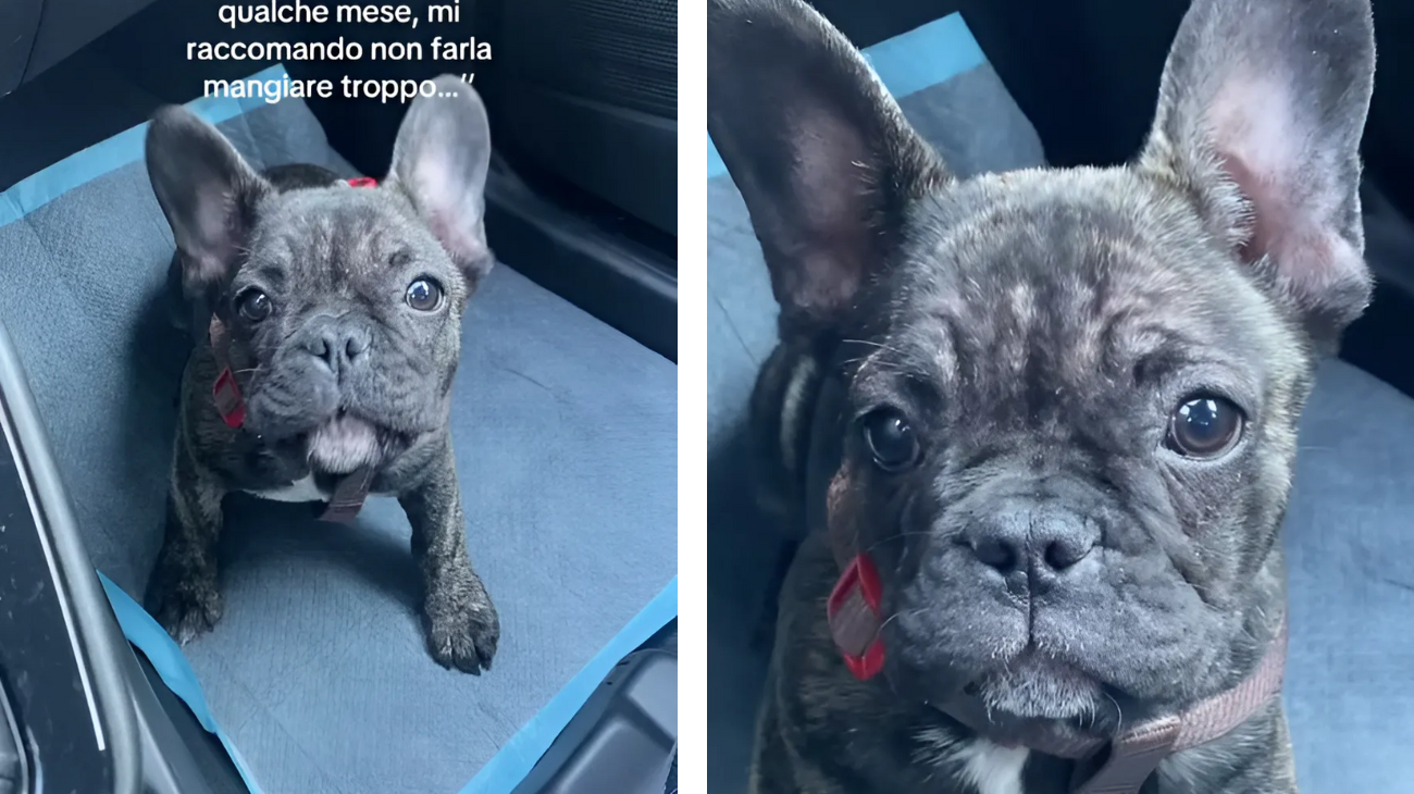 bulldog francese dopo un mese nonni