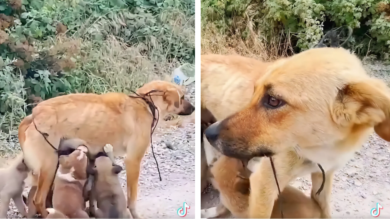 Mamma cane cuccioli pericolo