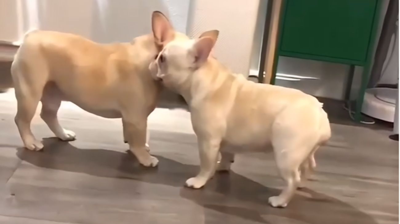 bulldog francesi ballano il tango