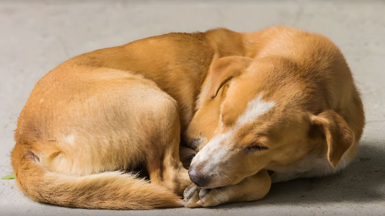 cane da solo adozione