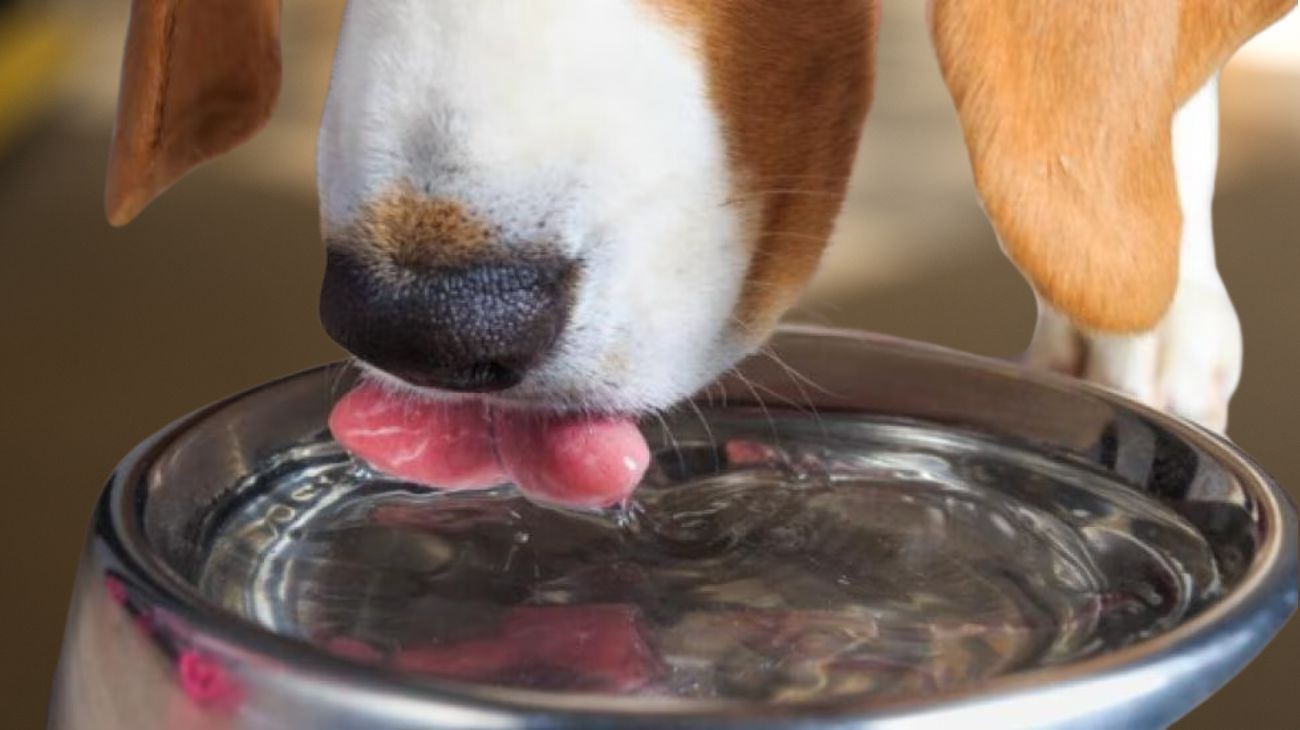 cucciolo beve dalla sua ciotola