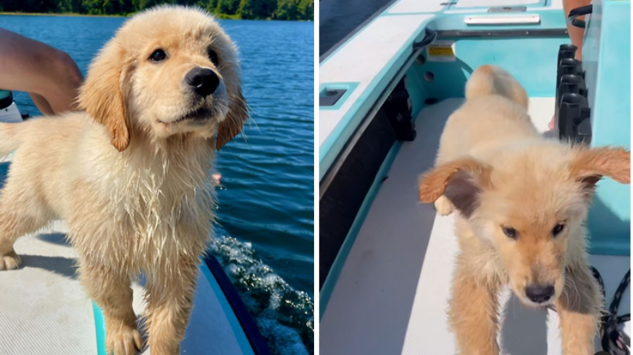 cucciolo di golden retriever in barca