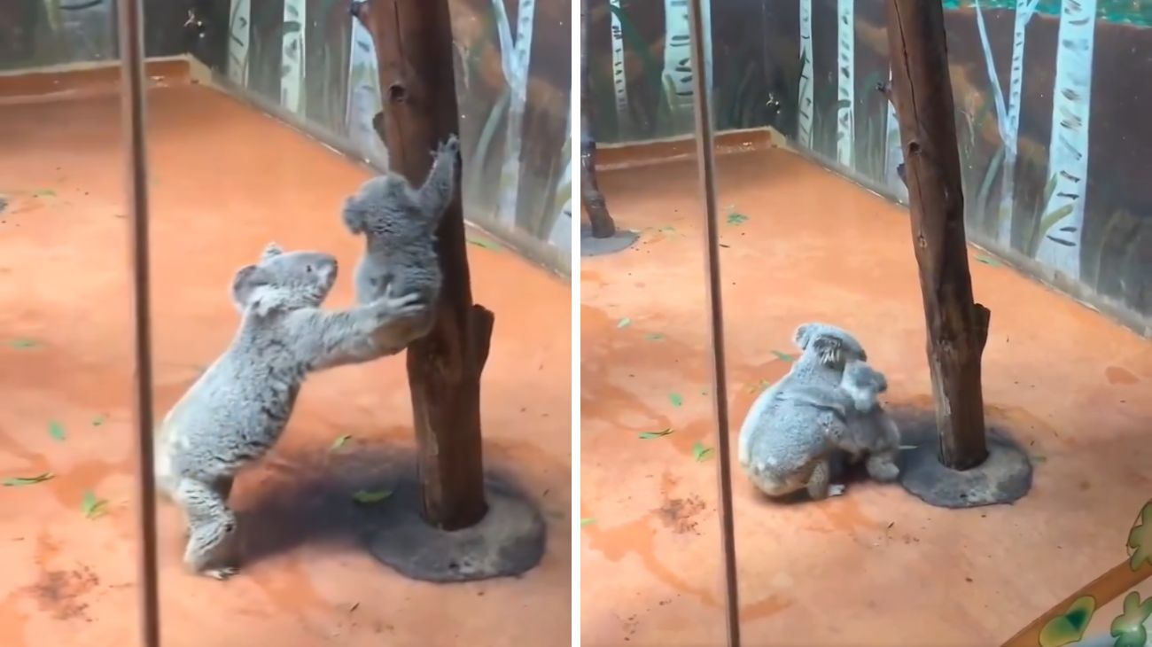 mamma koala aiuta il suo bebè