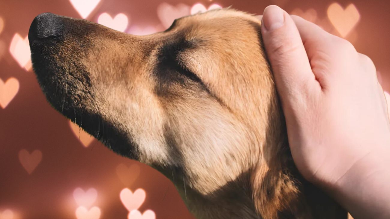 padrona accarezza con amore il suo cane