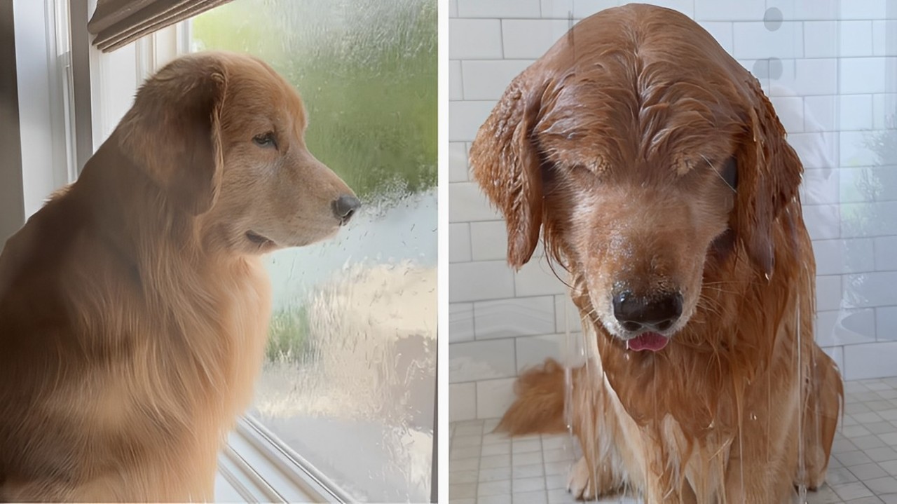 Golden Retriever resta solo in casa, la sua reazione al saluto della sua padrona è straziante: ecco come occupa il tempo