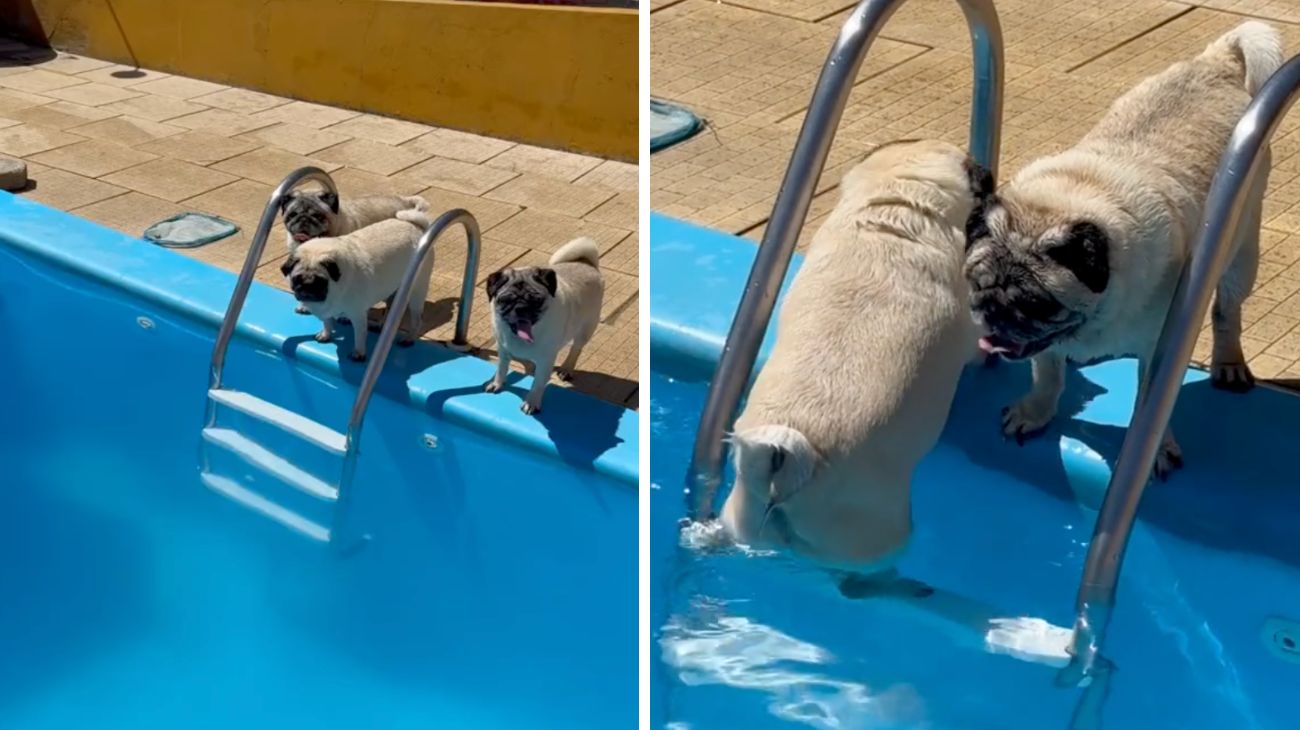 Cuccioli di carlino si tuffano in piscina per la prima volta: la reazione all'acqua è davvero esilarante