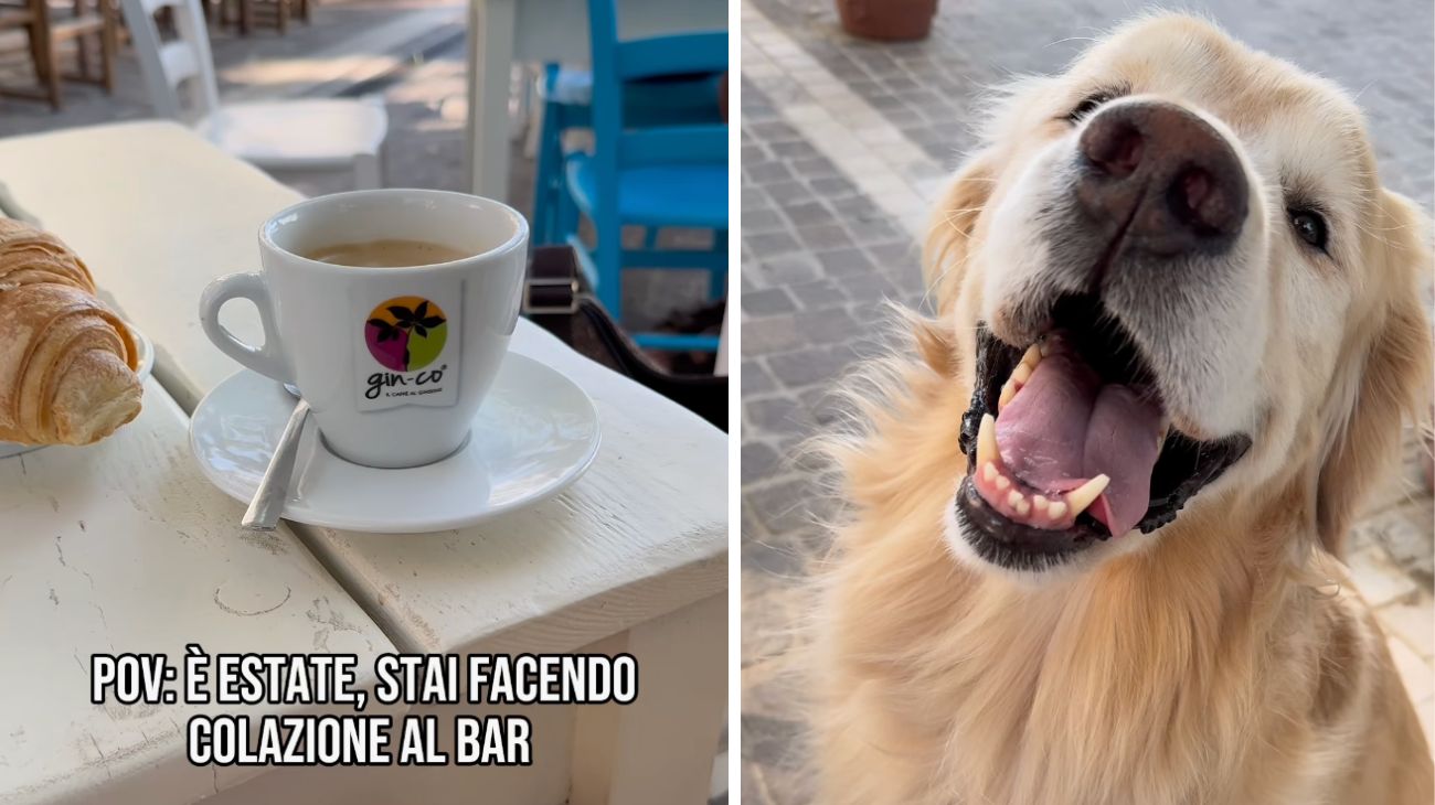 Fa colazione al bar con cornetto e cappuccino: la reazione del suo Golden Retriever è davvero unica