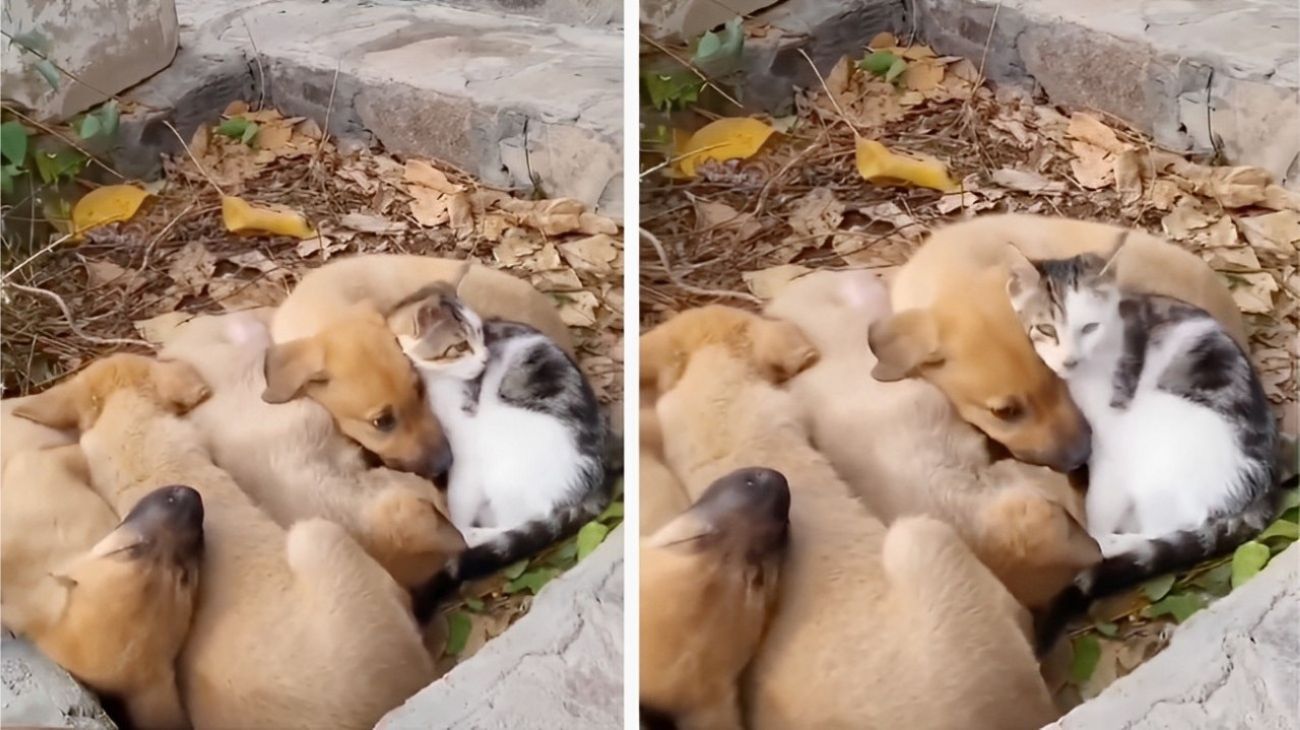 Gatto si introduce in una cucciolata di cani: la reazione dei suoi nuovi amici è tutta da amare