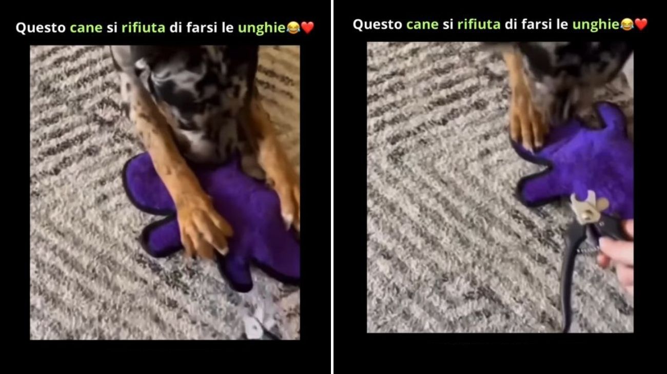 Cane ha paura di tagliare le unghie e la sua reazione è davvero incredibile