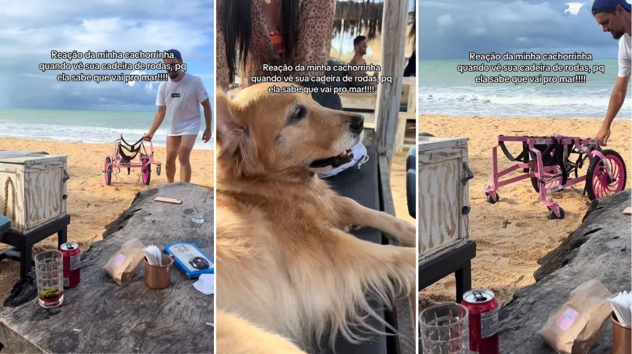 Cane perde l'uso delle gambe e non può camminare in spiaggia