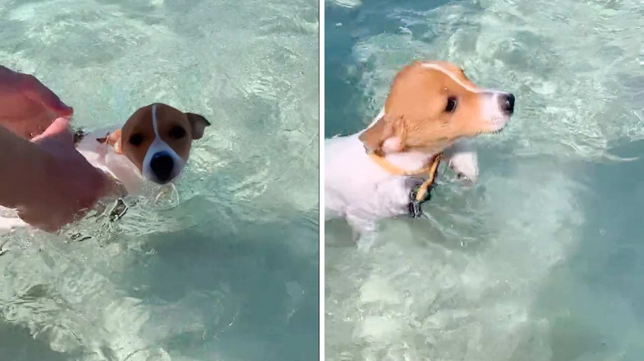 Un tenerissimo cucciolo di Jack Russell fa il bagno per la prima volta