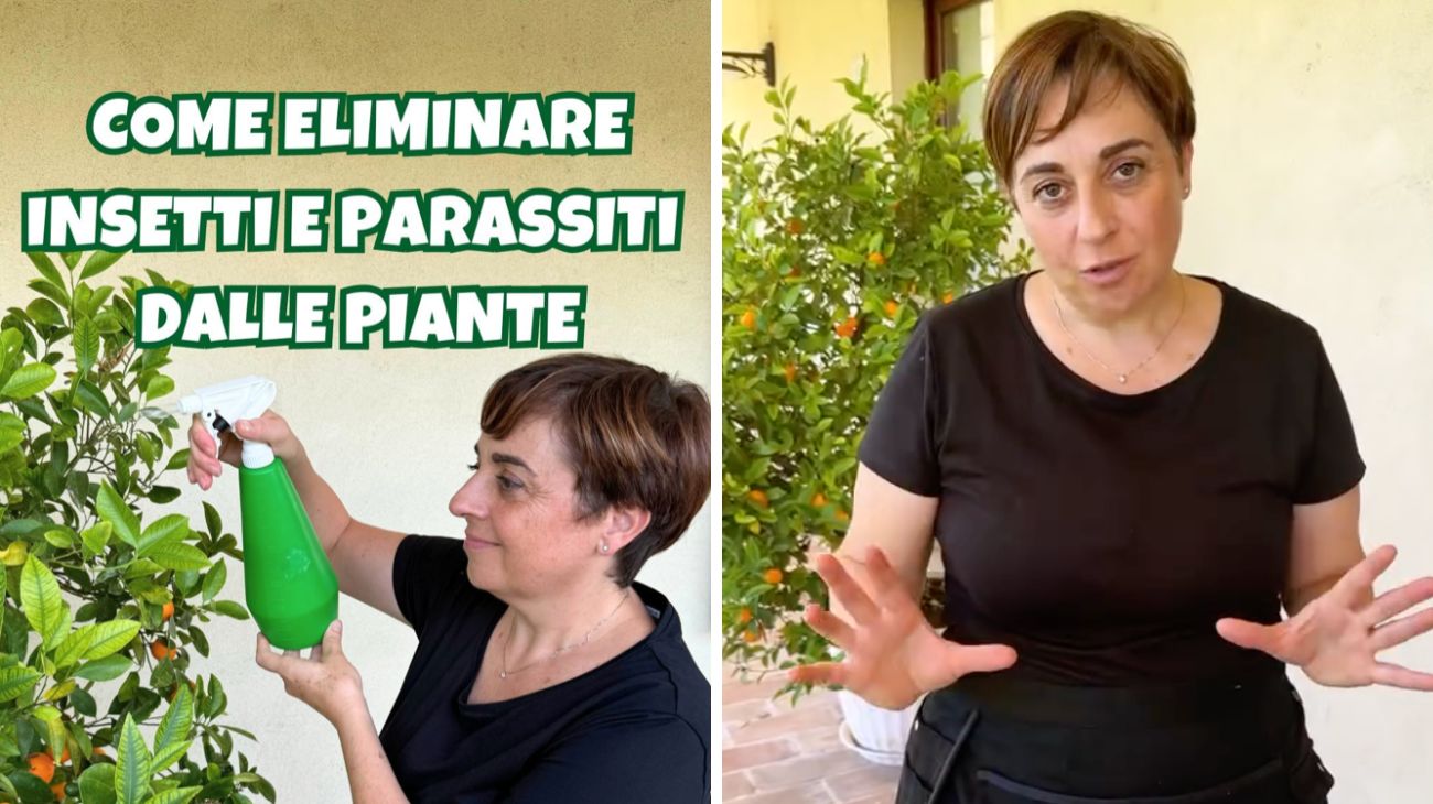 parassiti piante